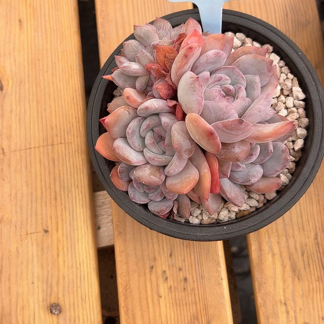 D****I英文108石榴籽缀化