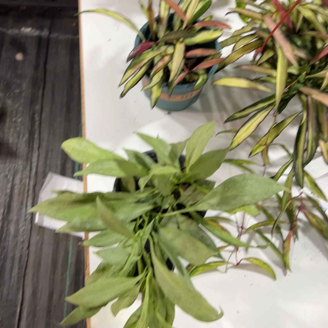 鱼***鱼无花朵新几内亚鬼