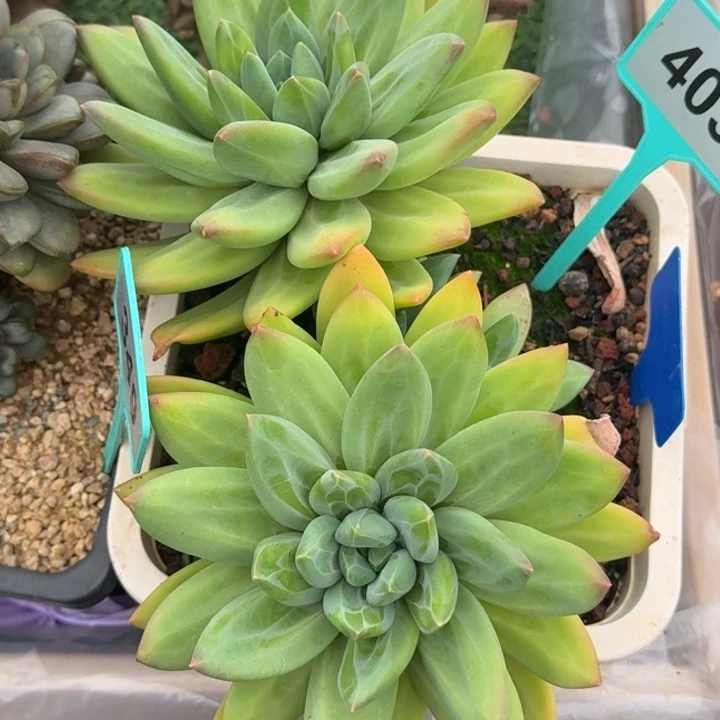 海洋之歌一物一拍403