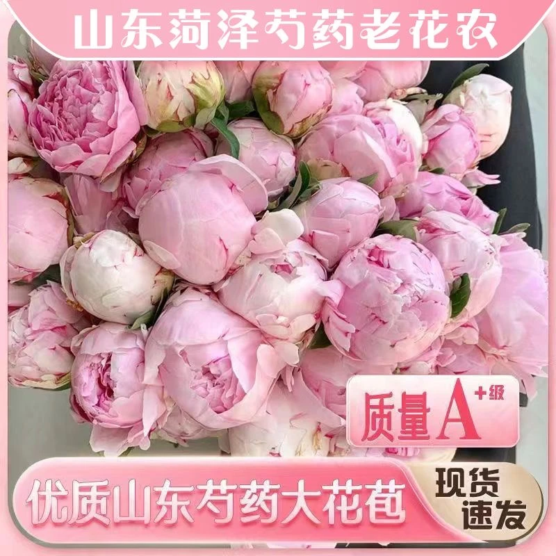 【A+级5支】山东重瓣芍药鲜切花水养插花母亲节礼物推荐