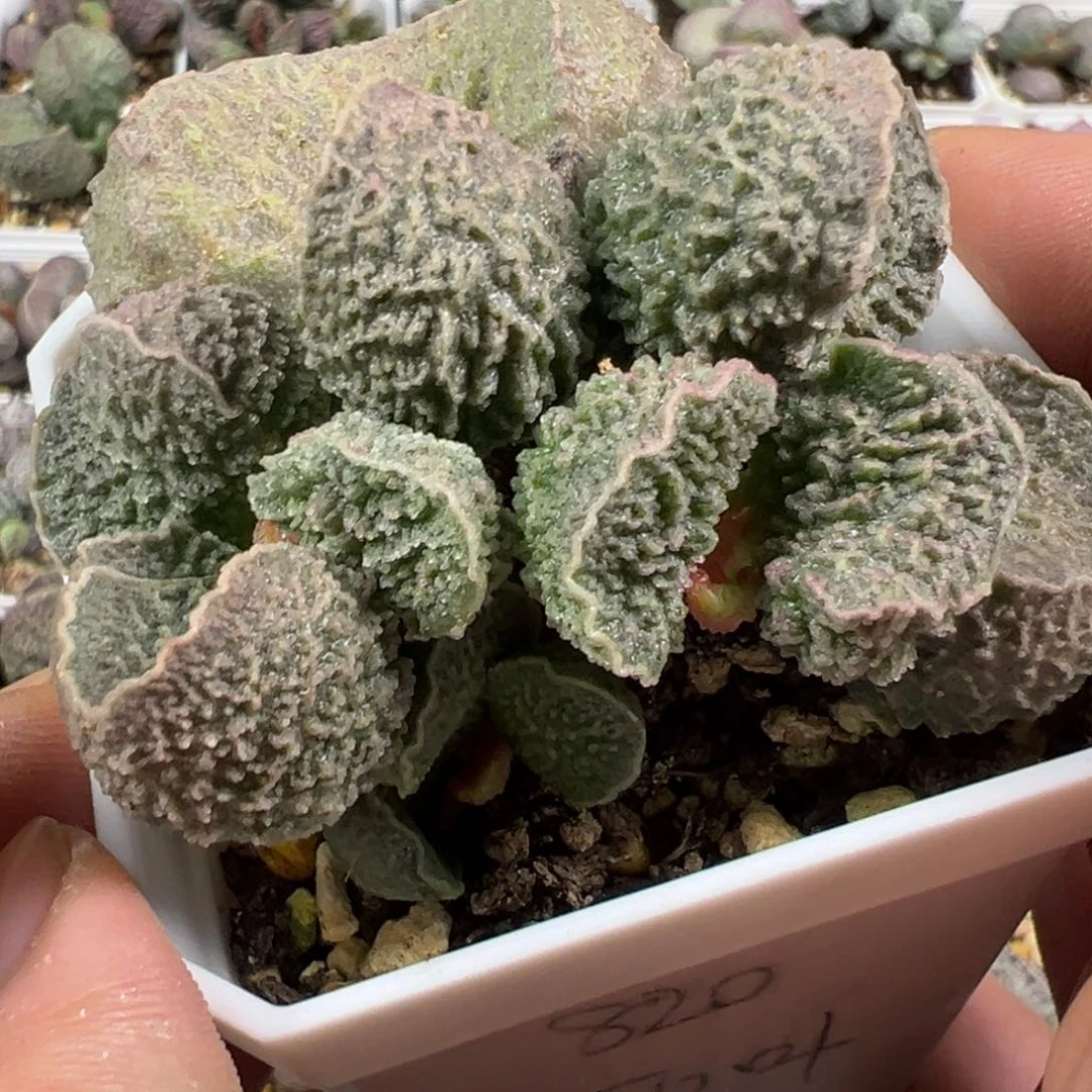 实生新品多肉植物水泡多肉植物