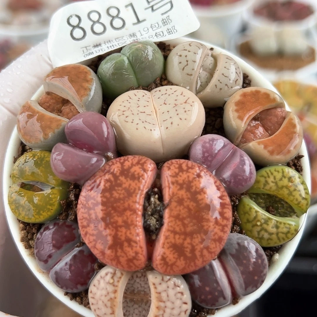 好养易活生石花大母本8881