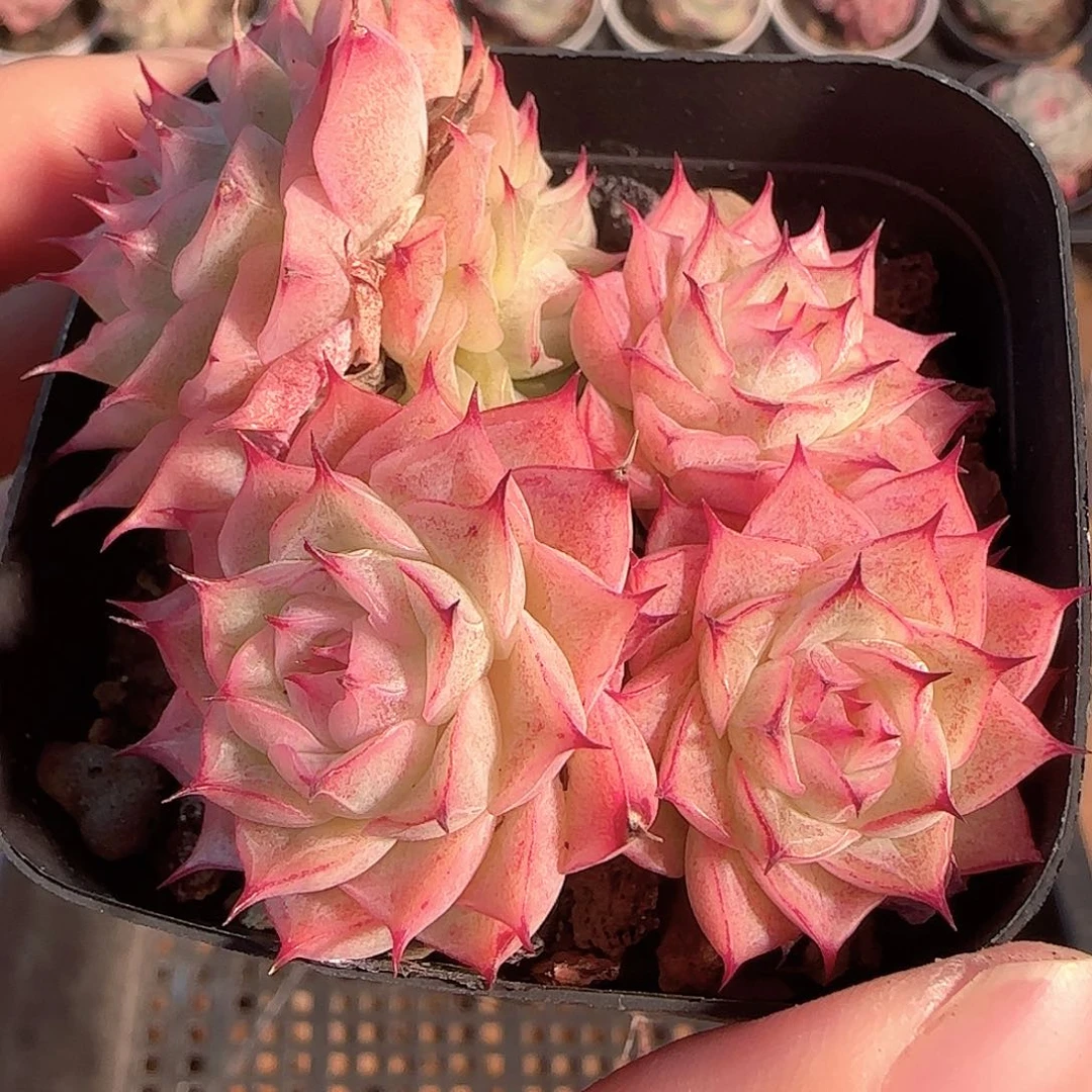 多肉1203-190优选麦秆可能散