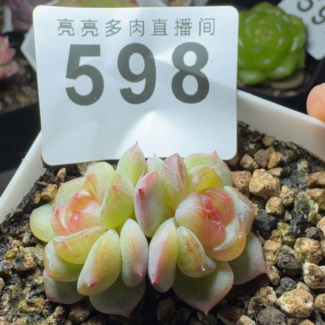 秃子甜心            精美多肉植物