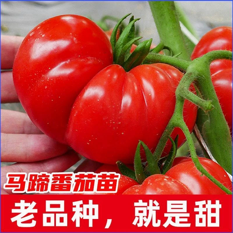 马蹄大番茄种子传家宝大西红柿种籽老品种蔬菜孑苗四季阳台
