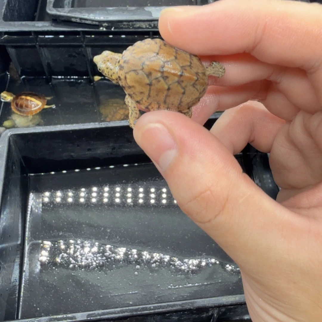 不分公母宠物龟剃刀