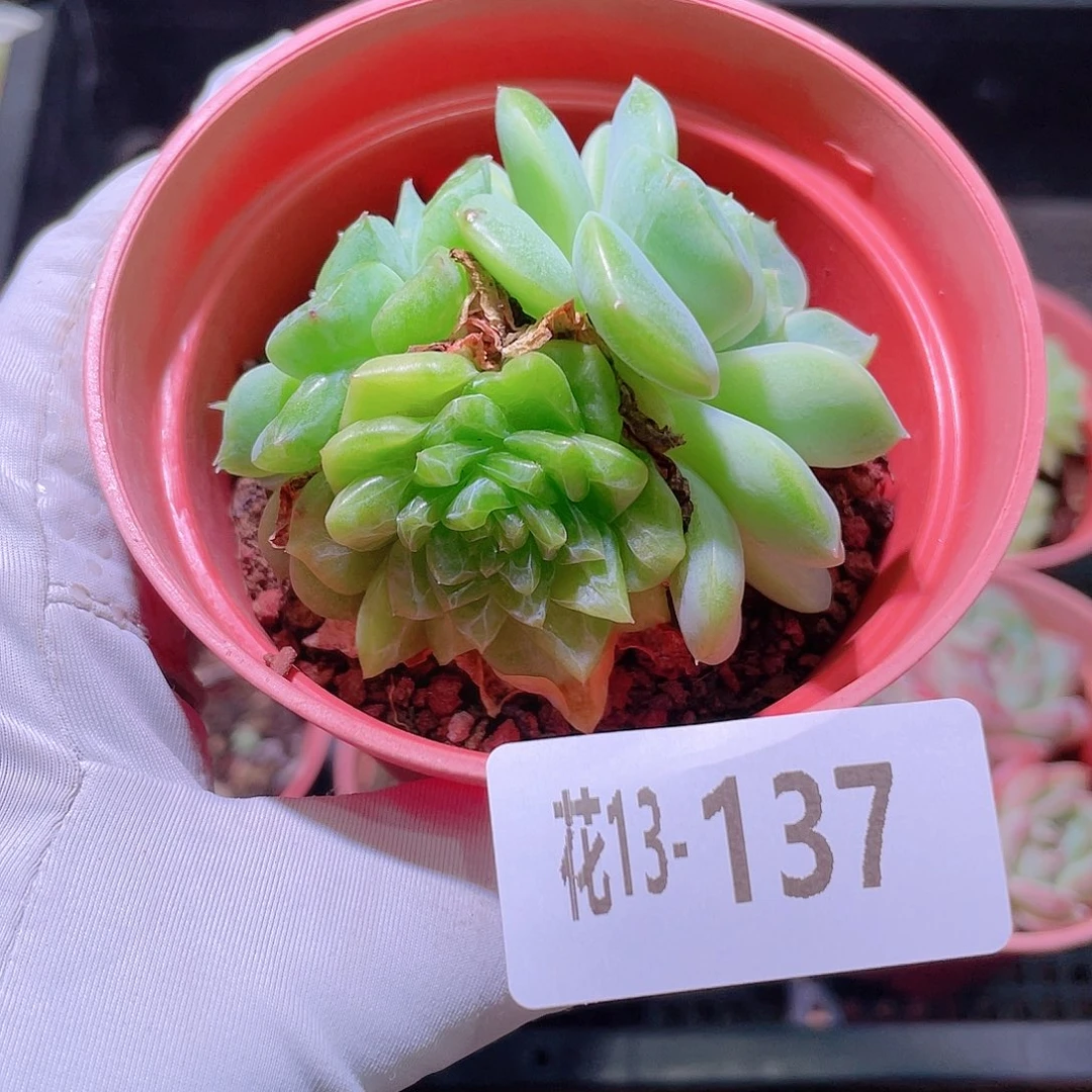 花利美13-137新品