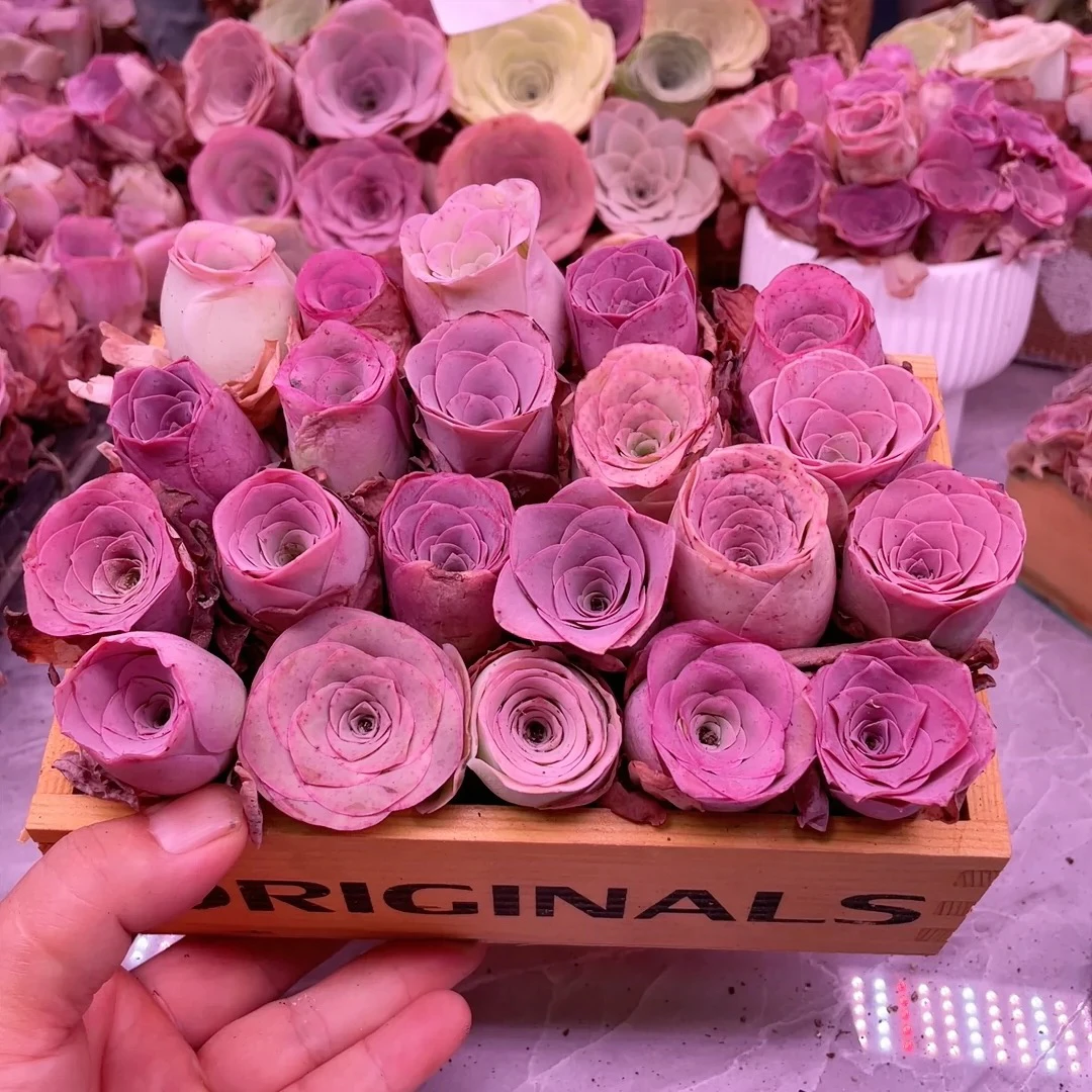 ［满15元包邮］2、粉玫瑰7个多肉-以直播间为准