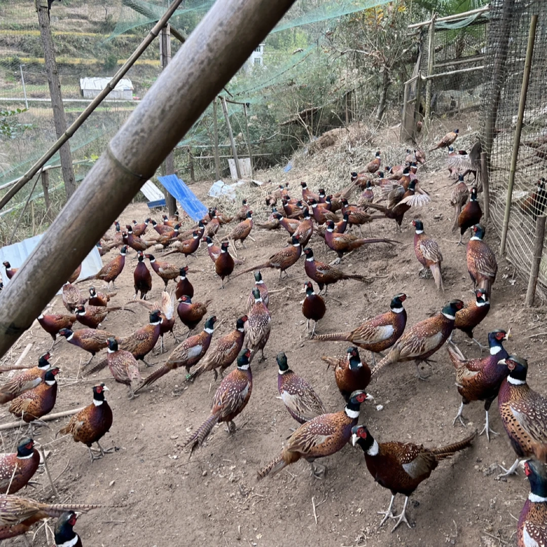 生态散养七彩山鸡