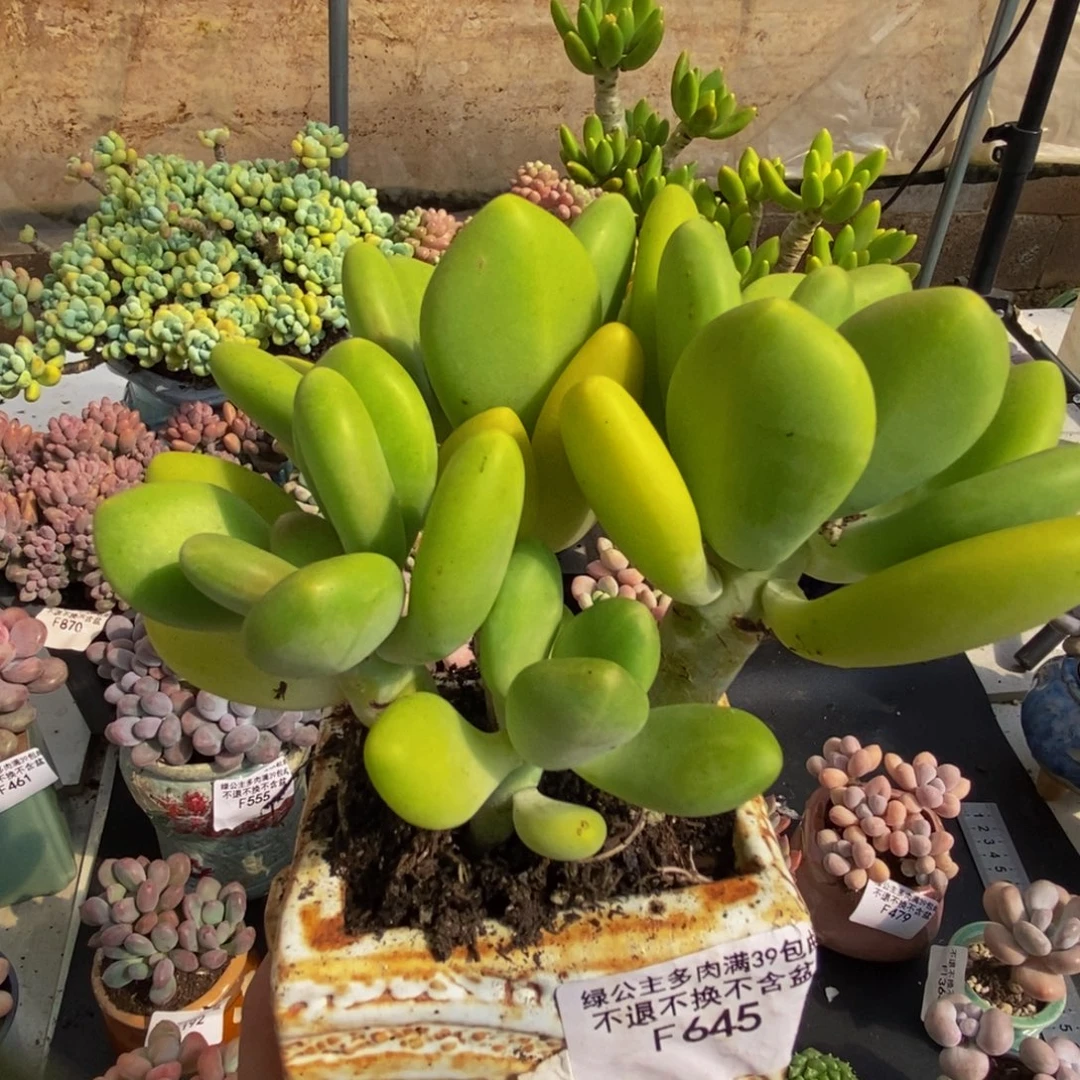 645芒果奶12cm多肉