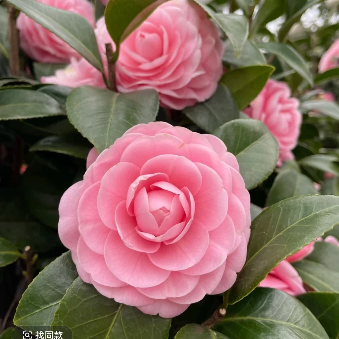 宫粉茶花重瓣粉色