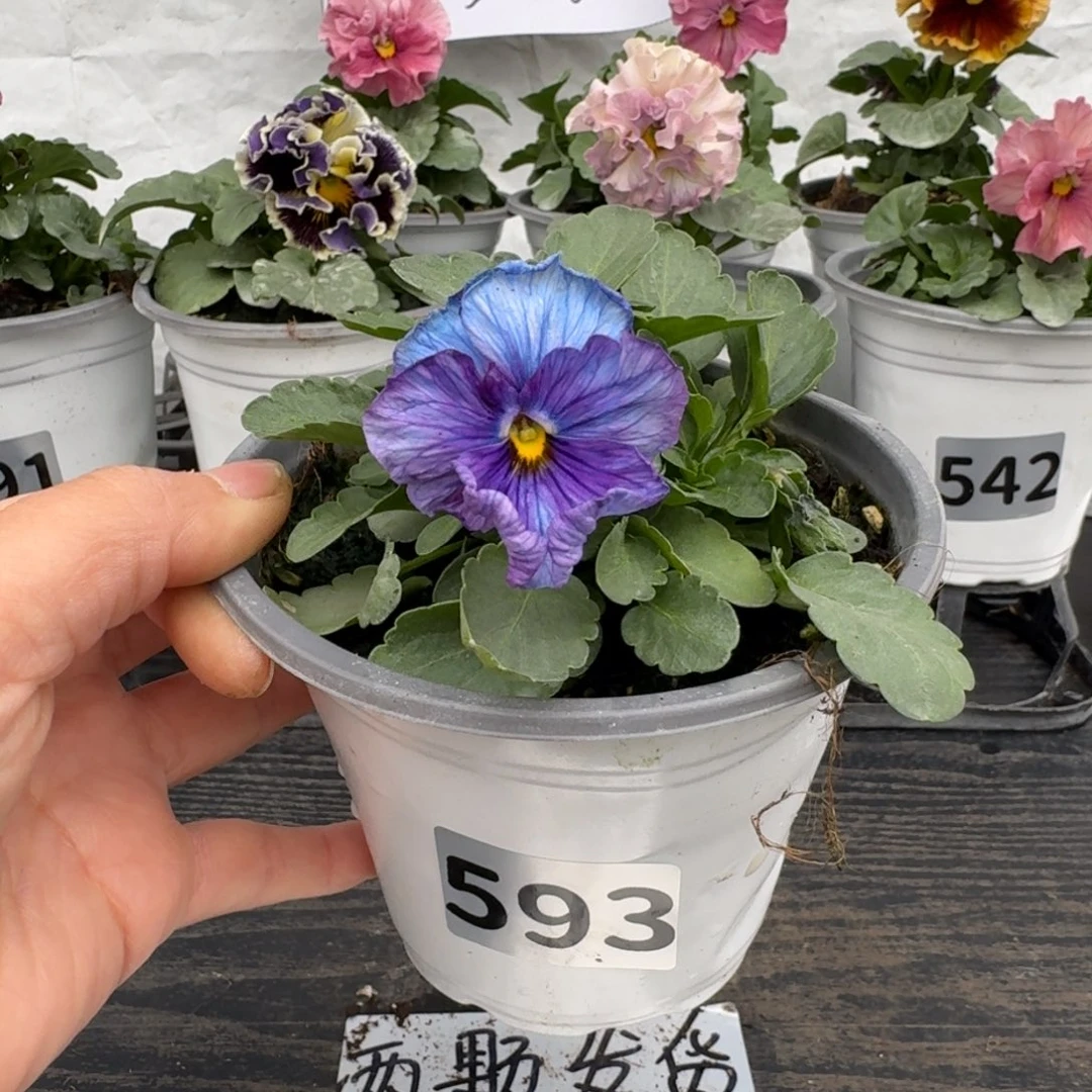 全部花朵593号神户蓝