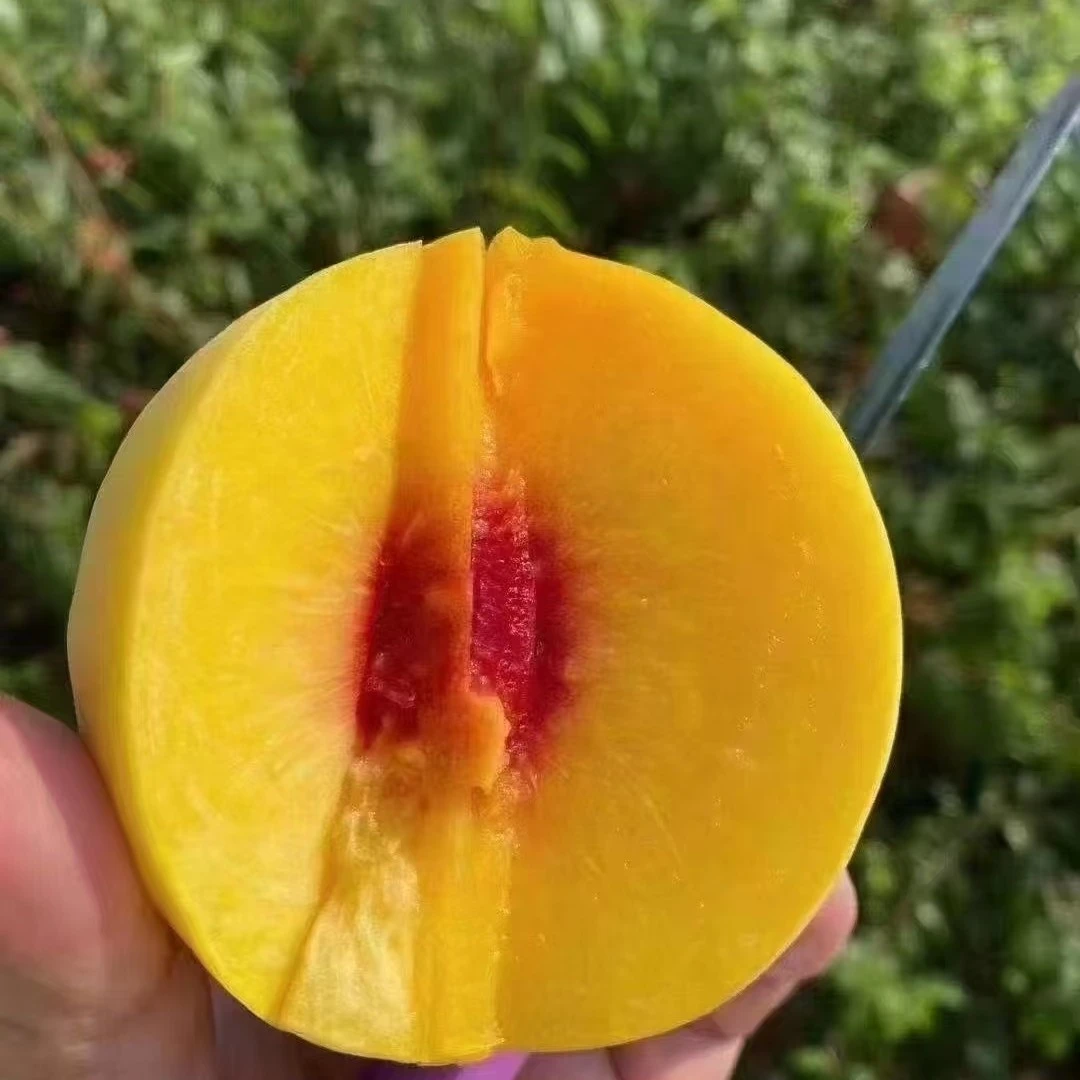 正宗锦绣黄桃香脆特大甜高山新鲜孕妇应季水果5/10斤炎陵黄桃