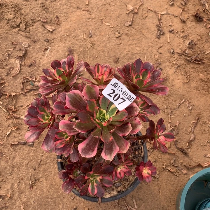 207美杜莎手捧3号棚