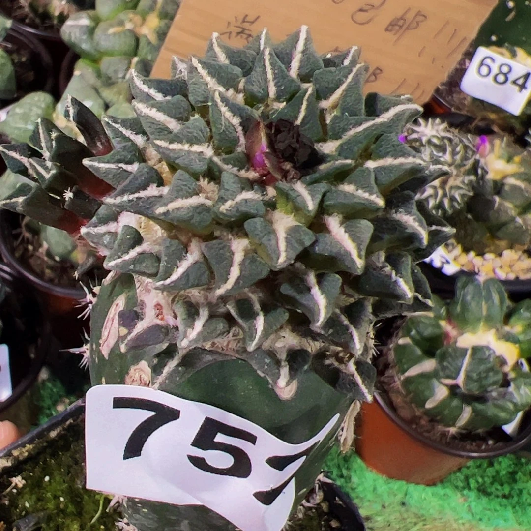 无花朵黑牡丹开花752