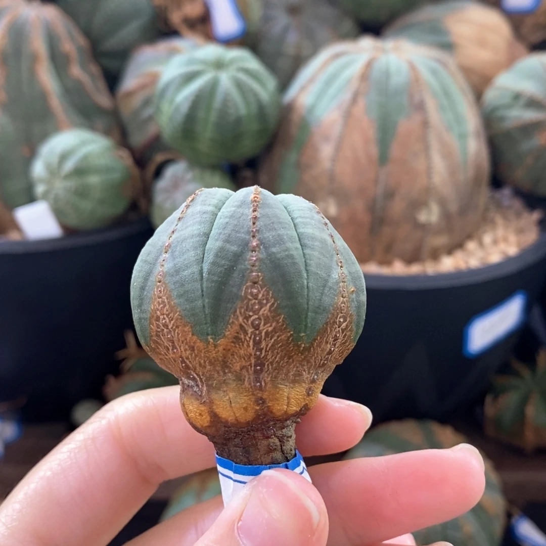 12布纹球精品一物一拍