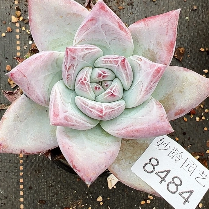陈***糖8484杂交多肉植物基地
