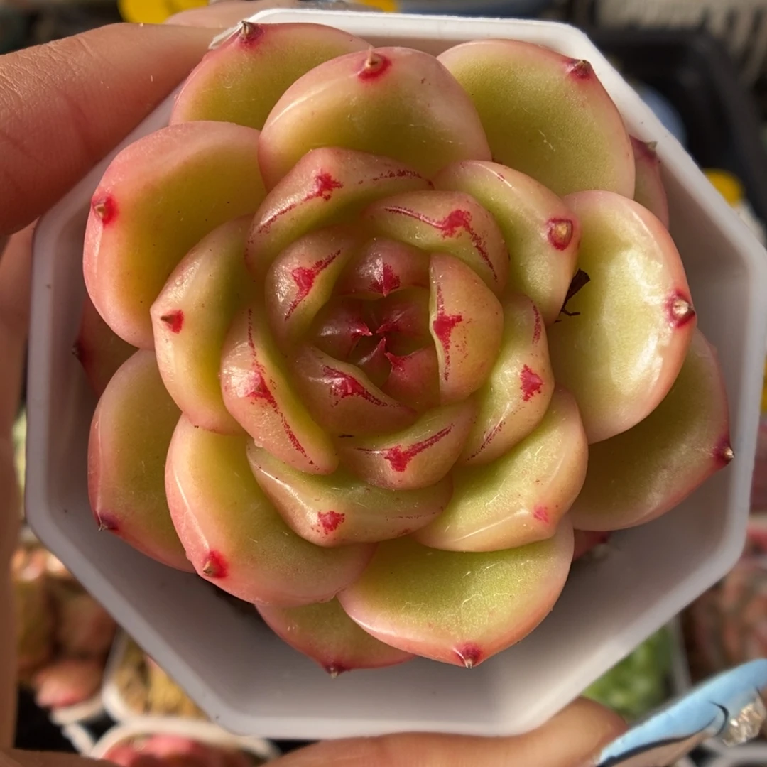 晶晶珍妮949号。