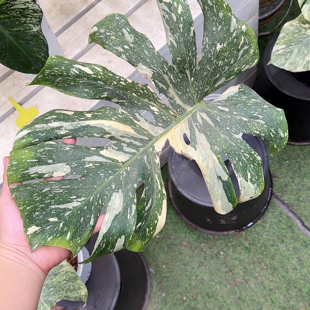 j***Y不开花植物泰版焦糖单叶X8