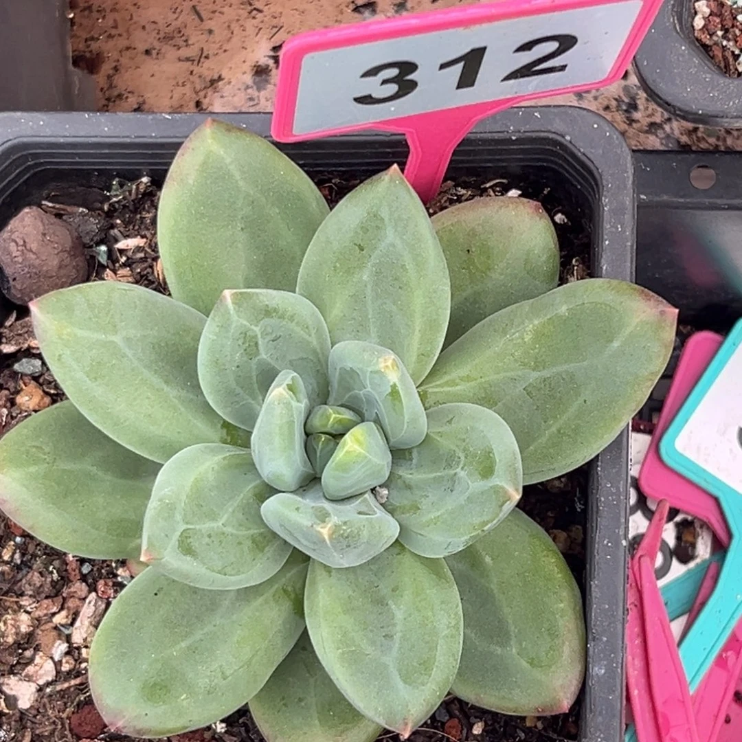 多肉植物海洋之歌312