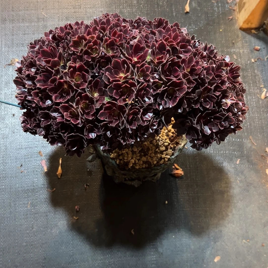 欧嘉莉朵朵老桩厚板哪