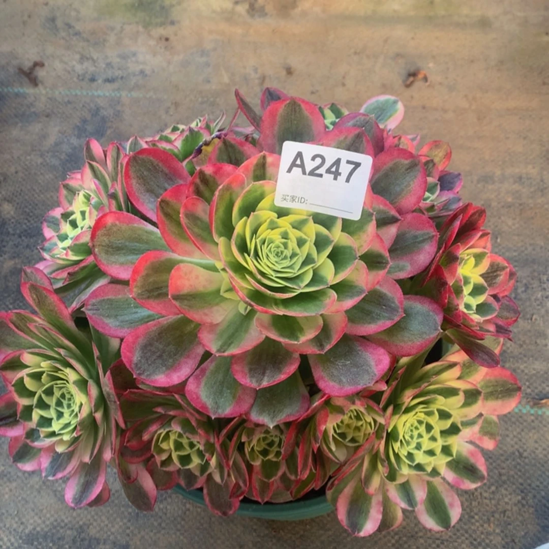 【闪购商品】247玉姿