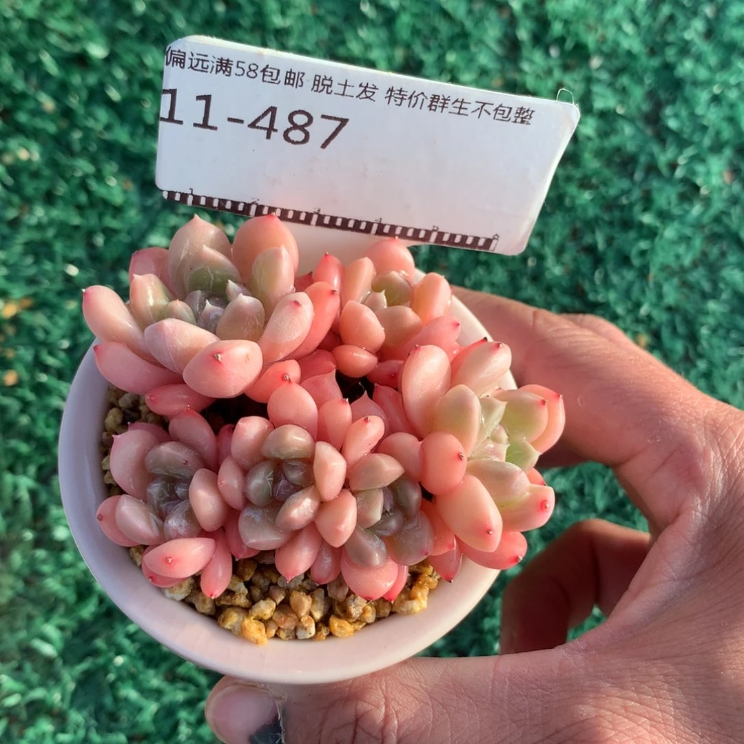 百达翡翠自然群58包邮