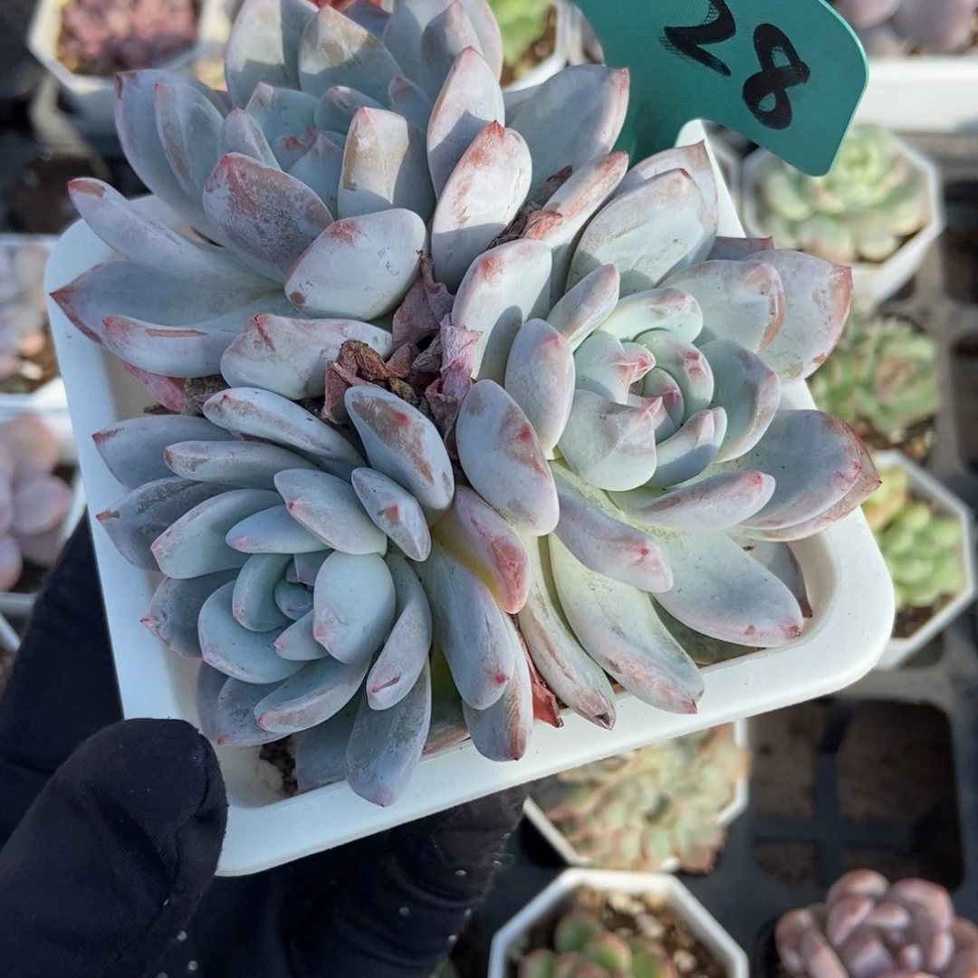 7028橙子多肉植物多肉
