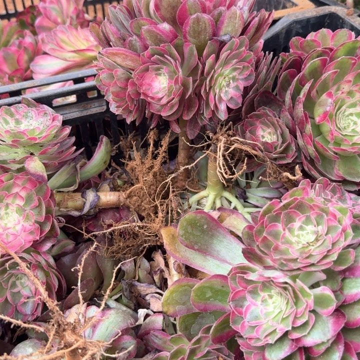 孔雀翎捧花啊啊啊啊
