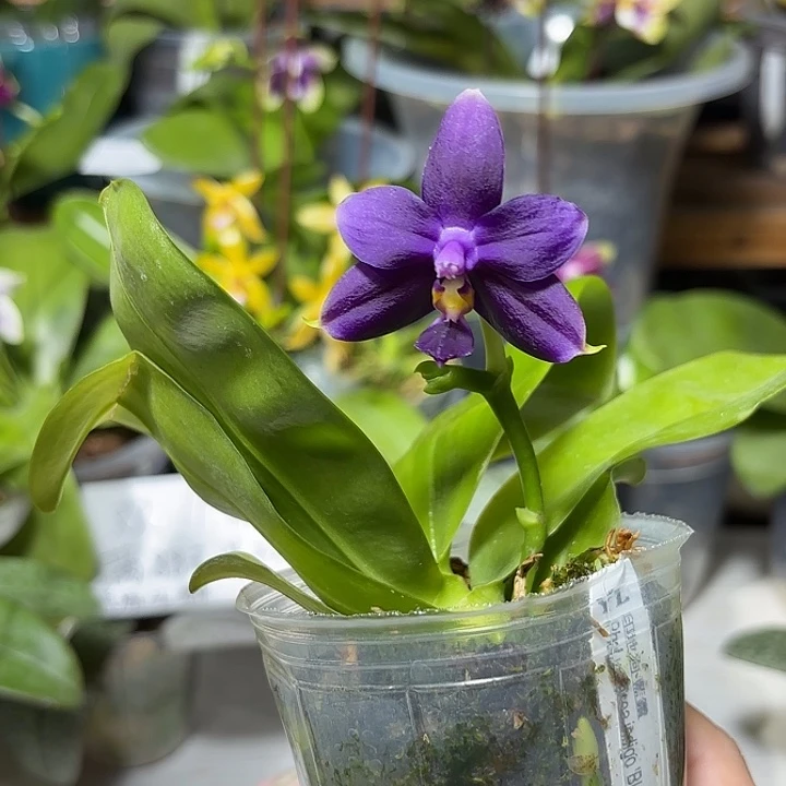 l***客大部分开放少量花苞