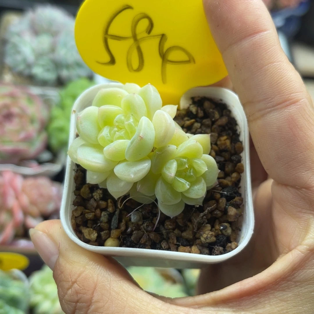 奶油财富双头584. .