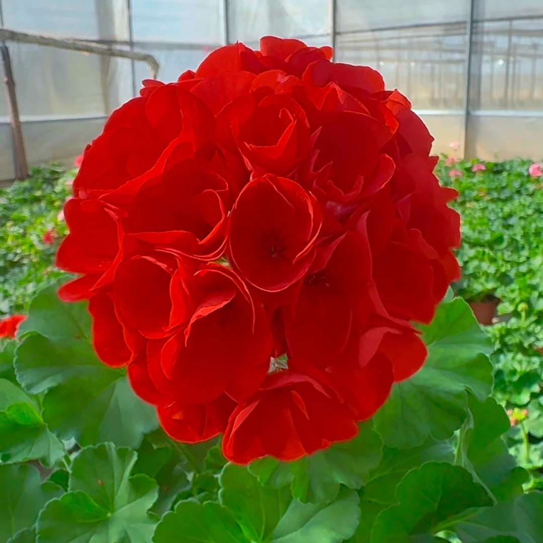 中国红150盆【热烈而霸气】