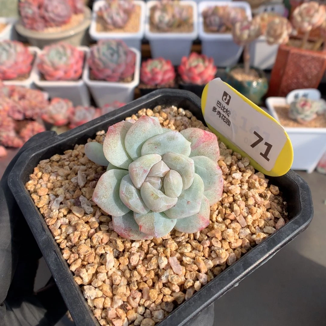 71 冰玉石化多肉