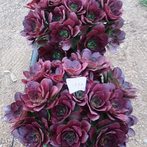 傲**香3.14-10魅金多肉植物2