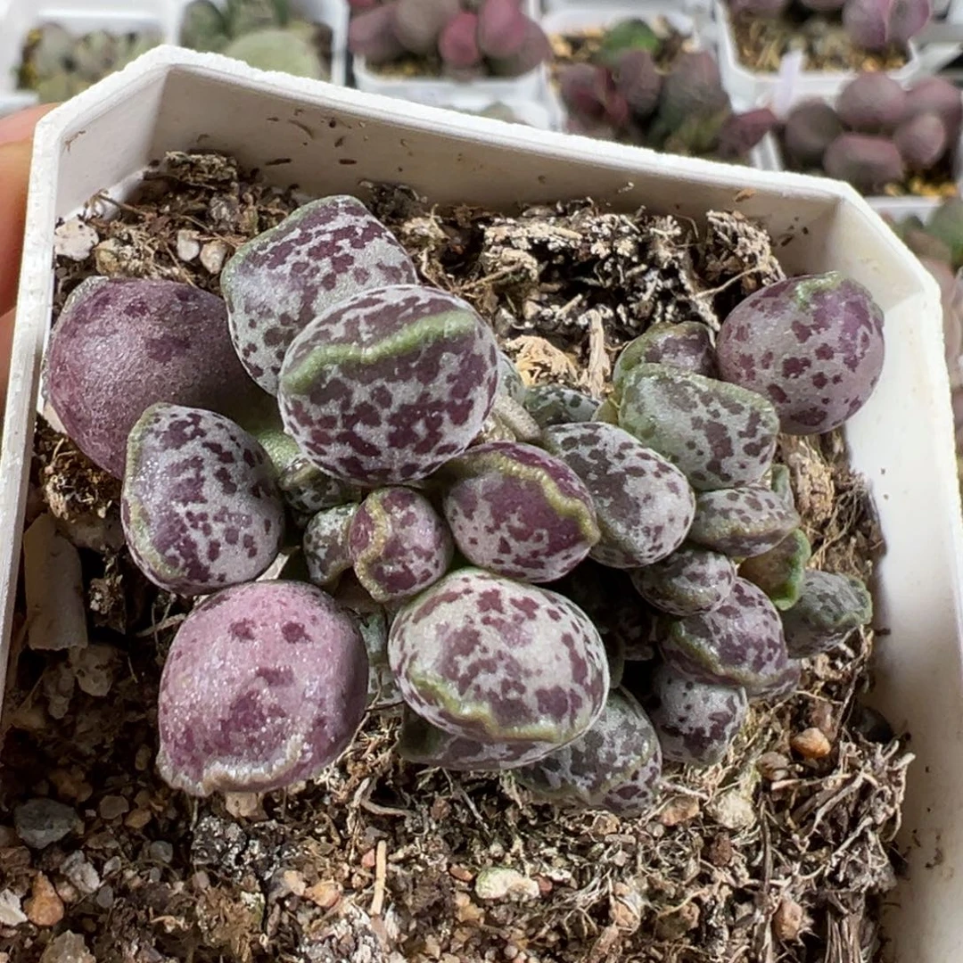 w紫斑达摩海豹多肉植物