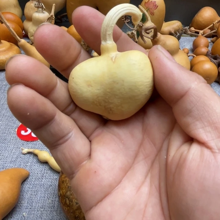 胡***顶葫芦头的做法是用来做的吗哈哈