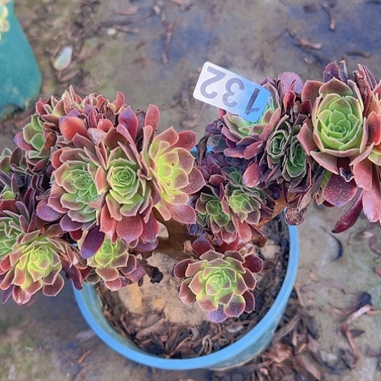 幸***天多肉植物一个欧嘉莉追