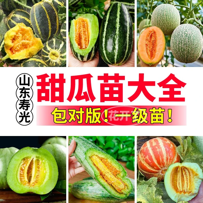 寿光甜瓜苗秧大全超甜高产羊角蜜哈密瓜博洋九冰糖籽盆栽庭院种籽