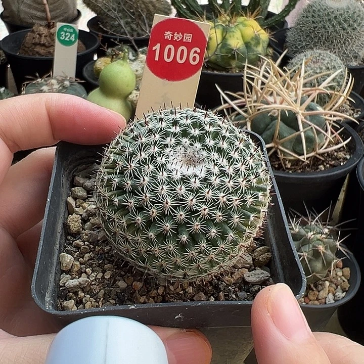实生欧系恋山彦4.6cm