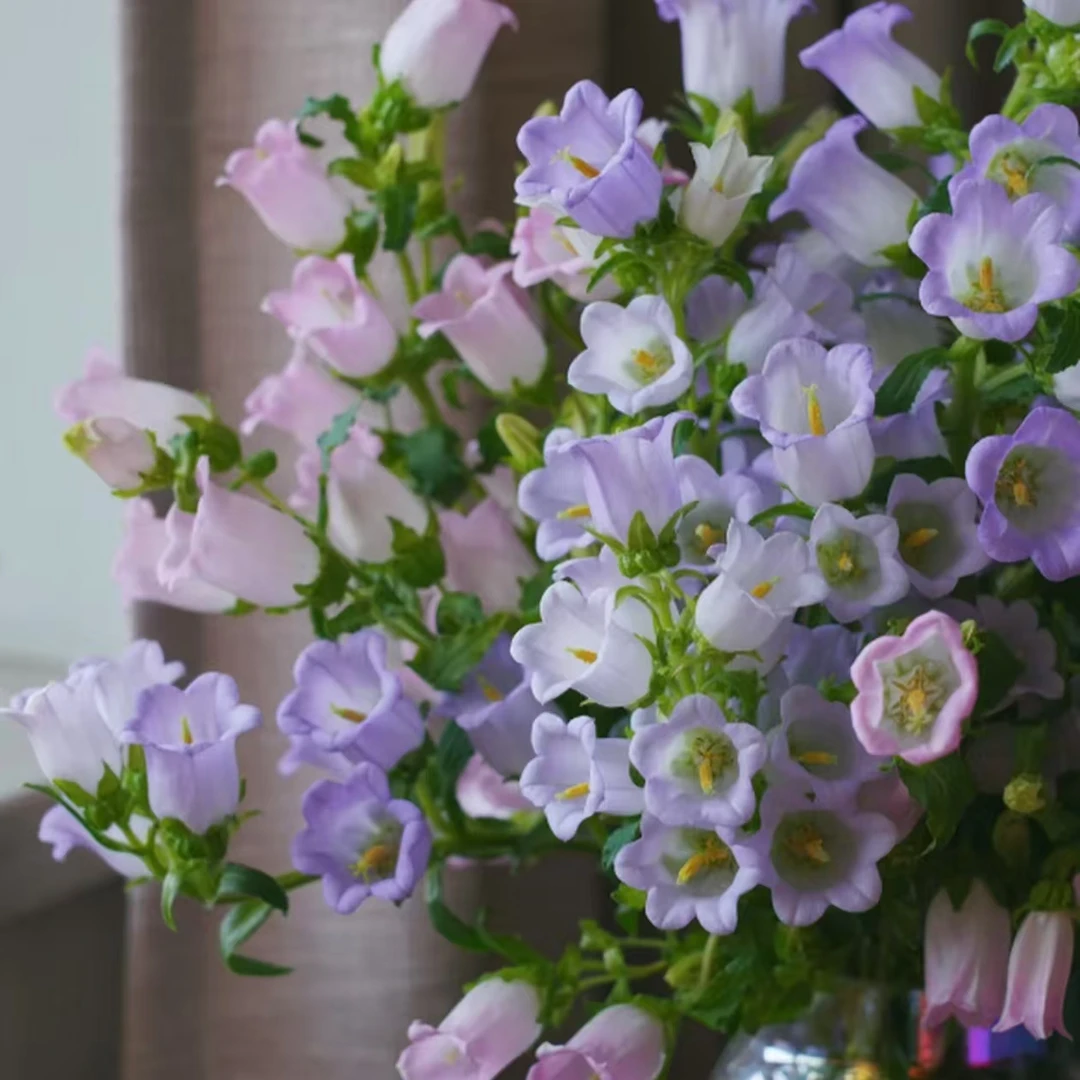 鲜花【风铃】家庭同地址两单顺丰或京东送货上门+配草1扎