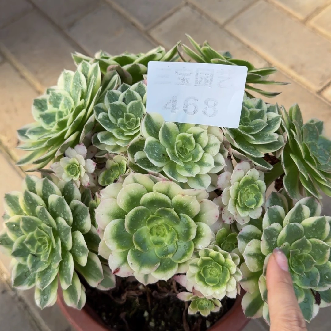 新****多肉植物468海王法师