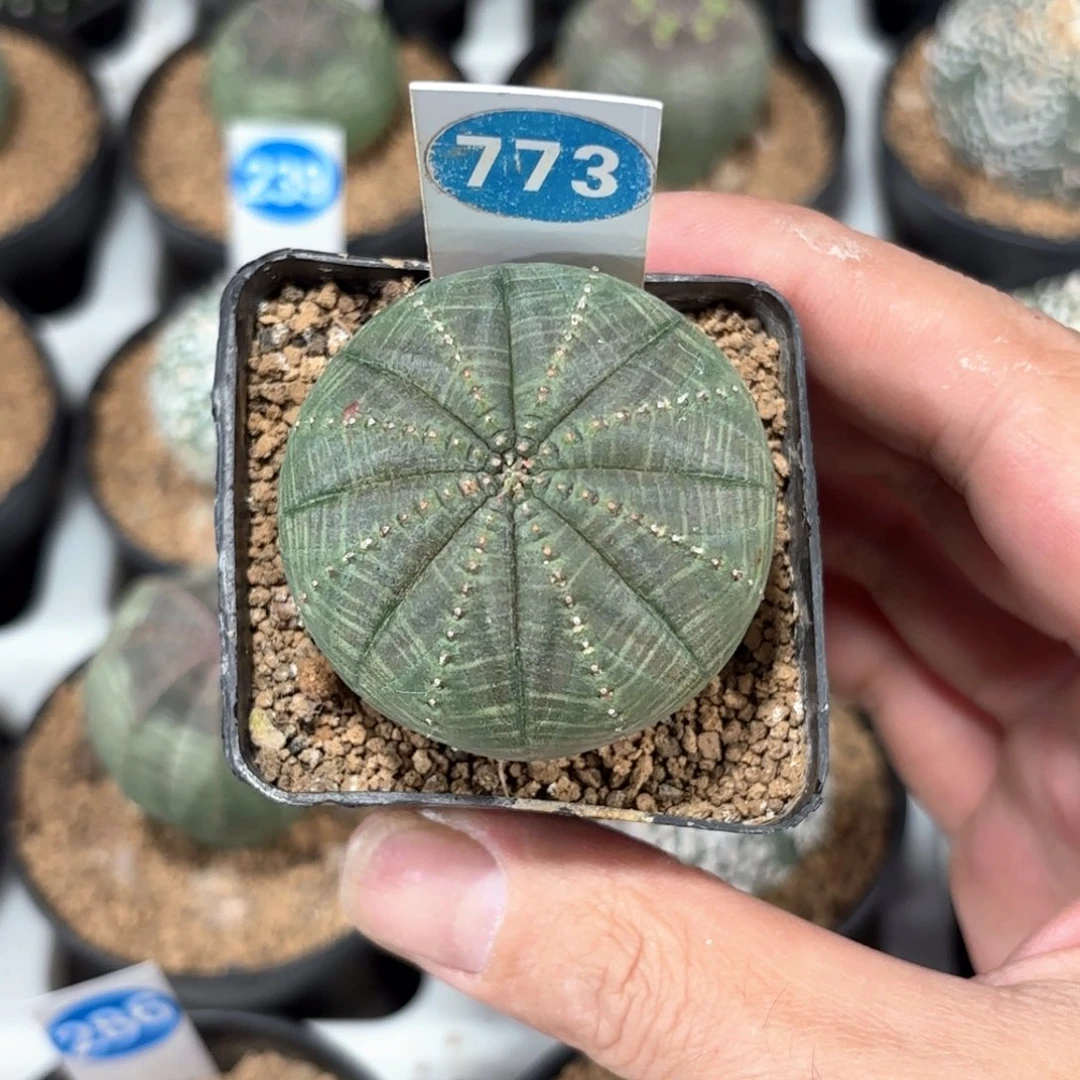 773欧版布纹球带盆