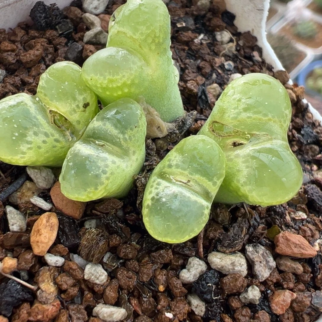 258多肉植物种类多样