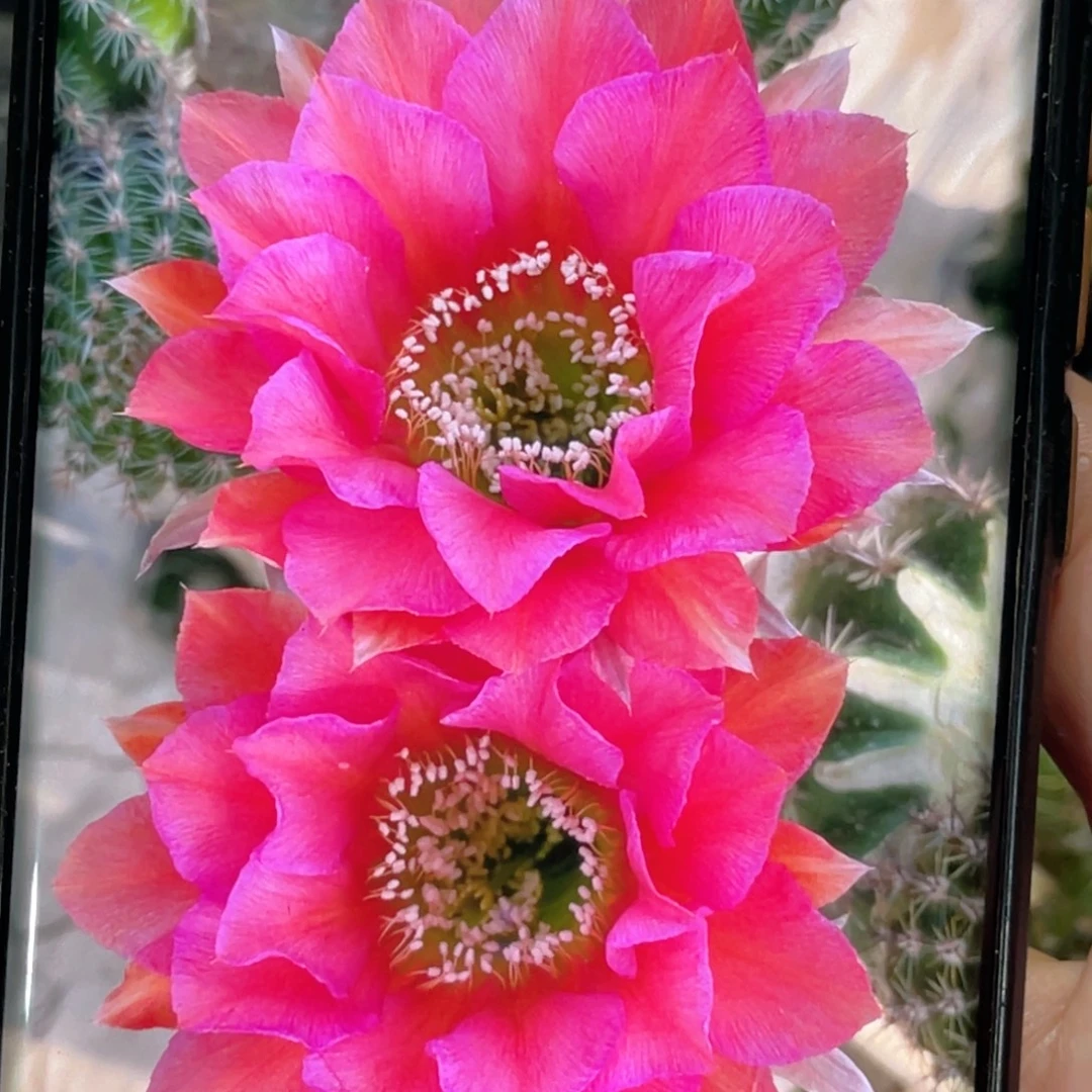彩草 CC177侧芽 歪 满20包邮4–5公分