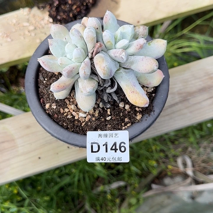 猪*拇指仙女杯多肉植物