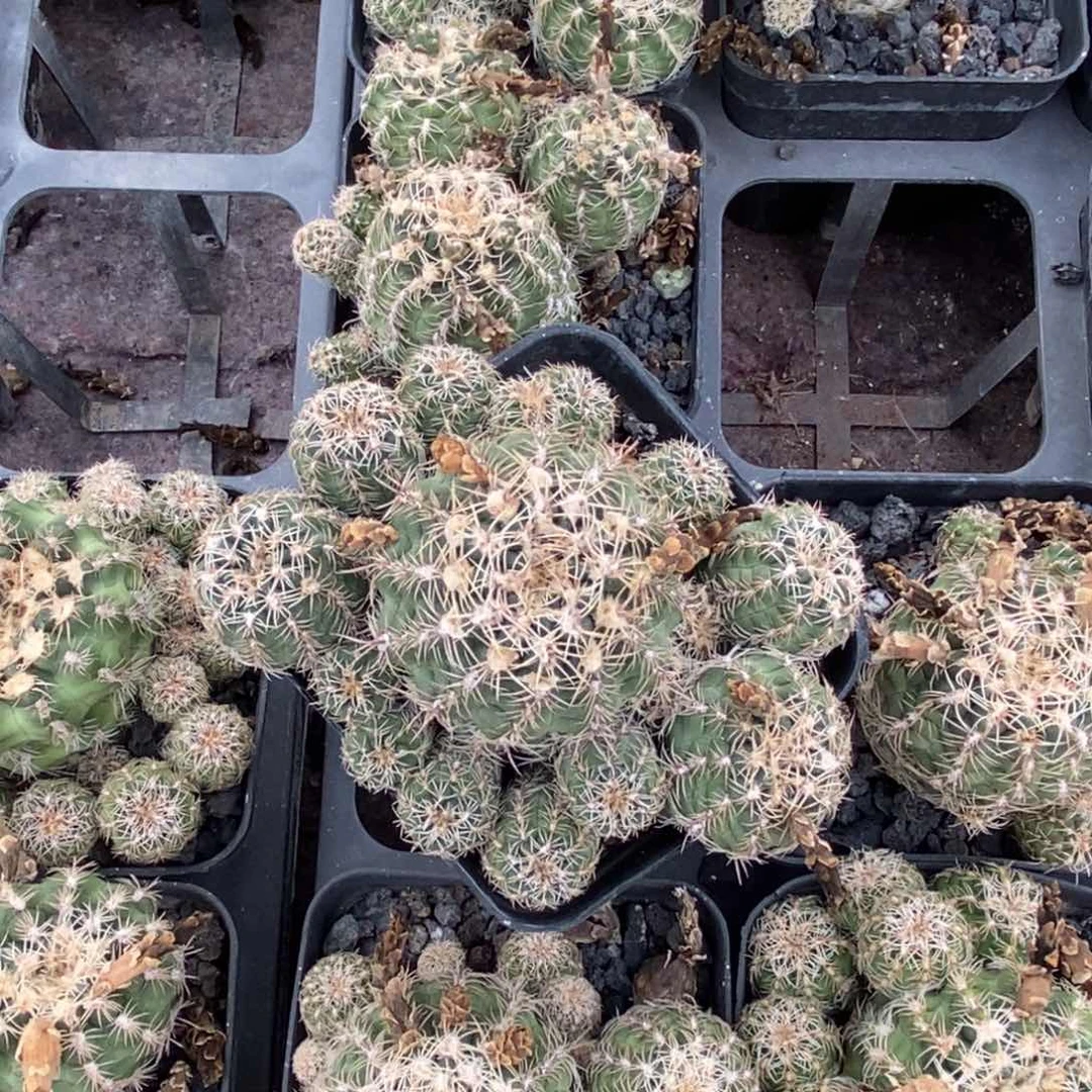 罗星实生一颗群生