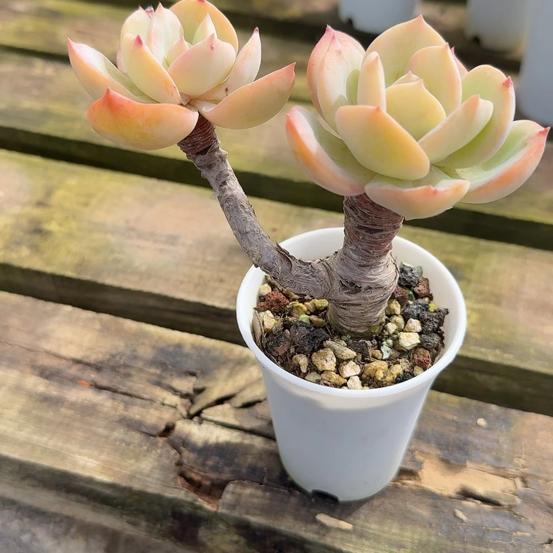 *****白凤多肉植物一颗