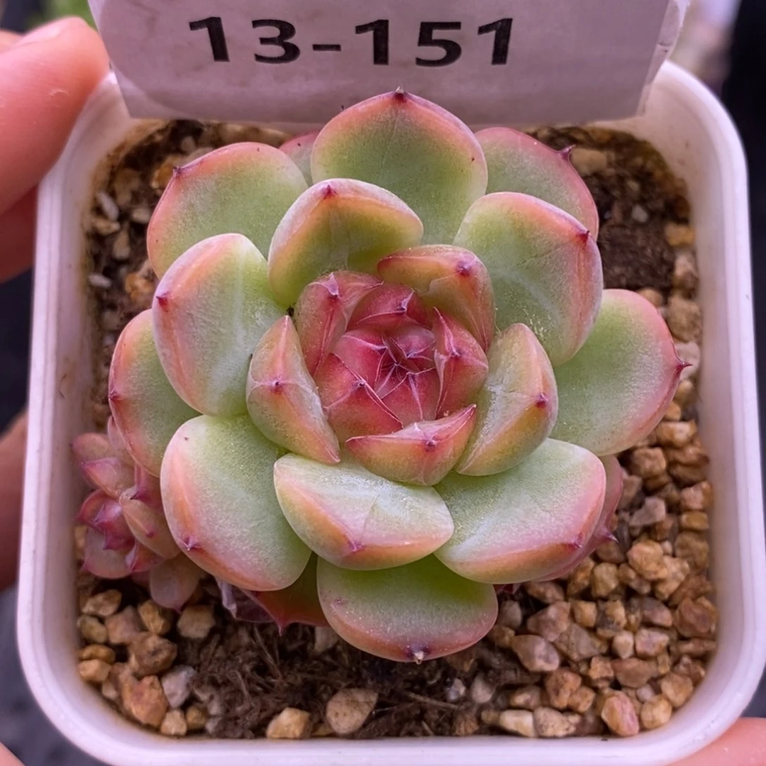 【闪购商品】13-151