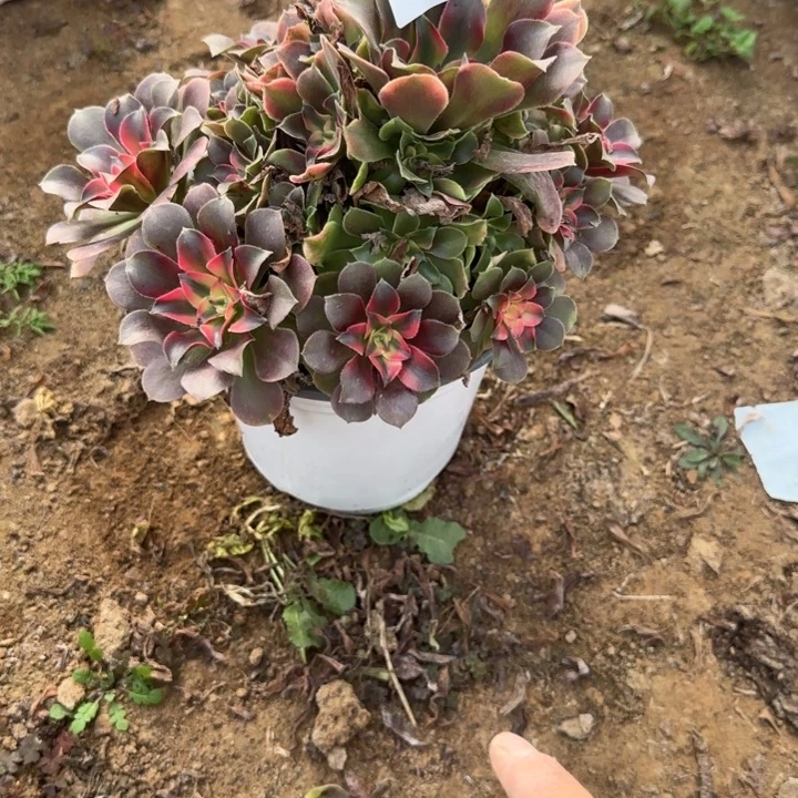 3072 清棚处理不包断枝