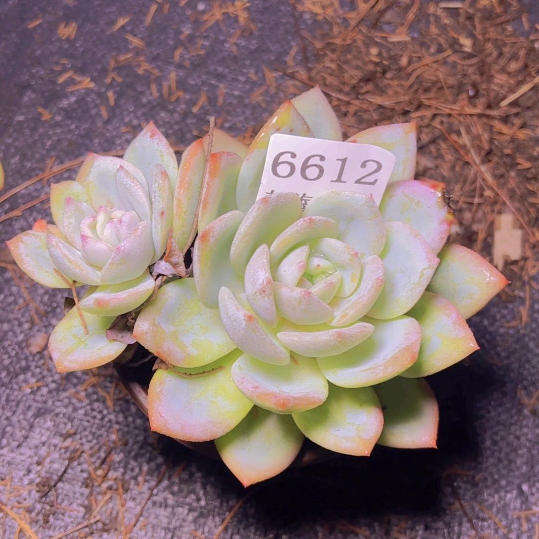 小凤城6612多肉植物